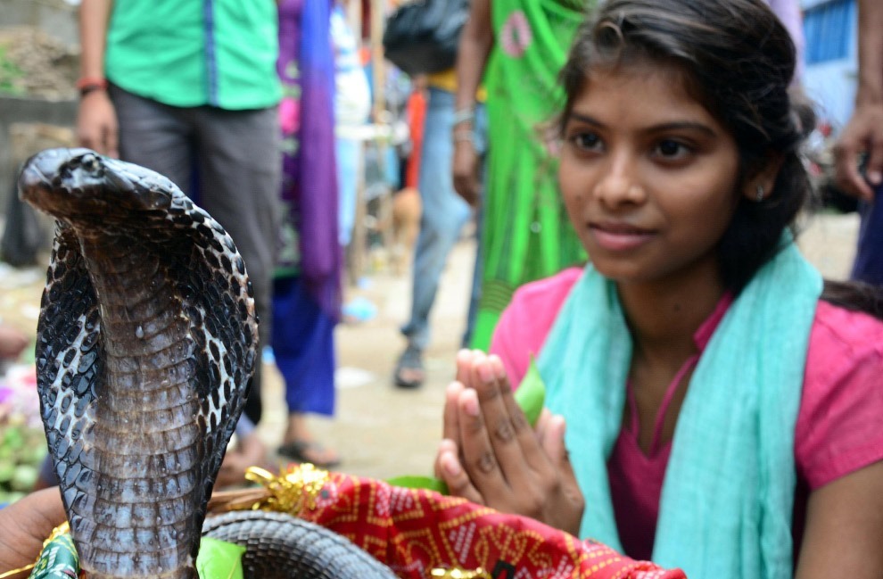 Змеиный фестиваль Nag Panchami —  традиционное поклонение змеям в Индии