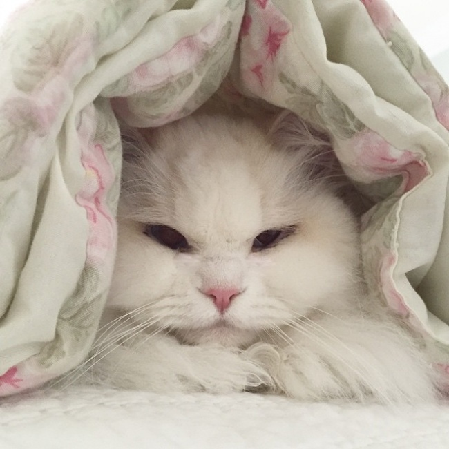 Без кота и жизнь не та