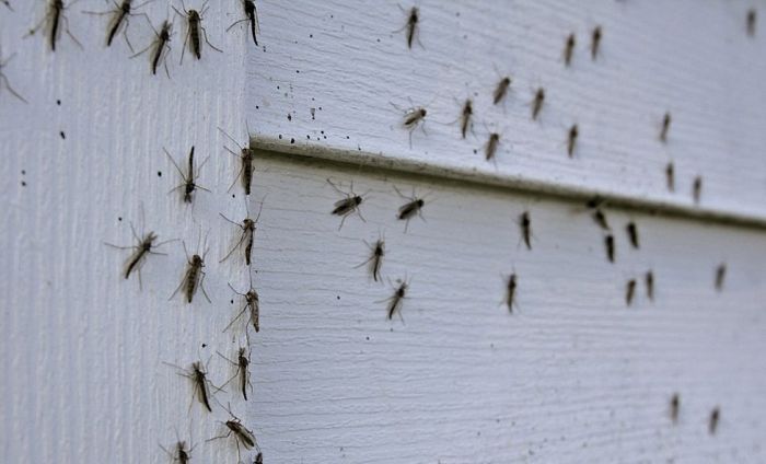 mosquitos06 Нашествие комаров в Висконсине