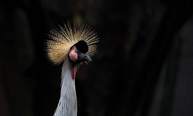 Животные в фотографиях