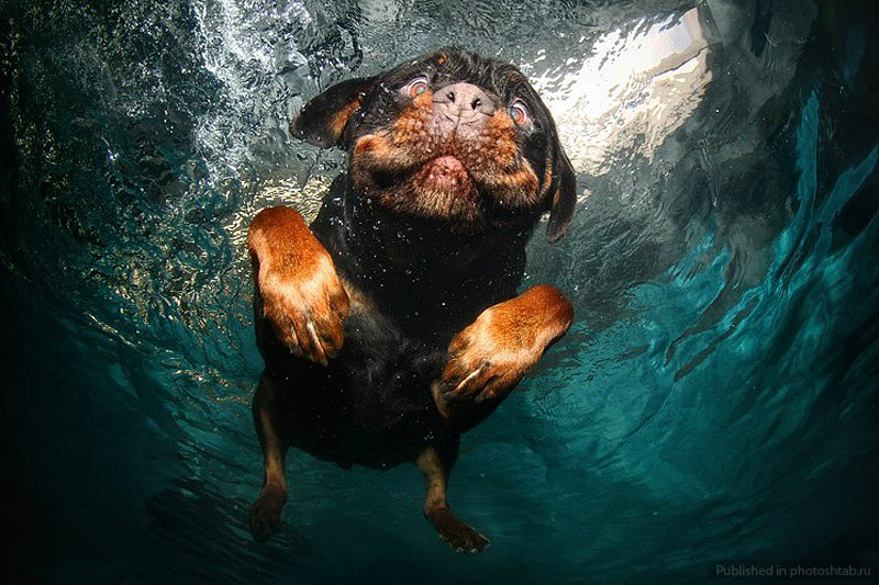 Сез Кастил, Seth Casteel, фотографии собак под водой