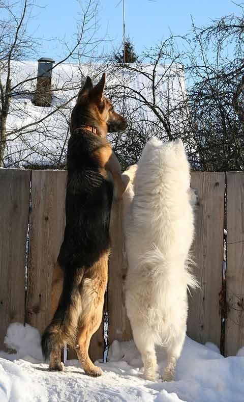 В Румынии, если за вами погналась злая собака, вы не имеете право кричать, вы должны бежать и улыбаться, потому что собака друг человека.