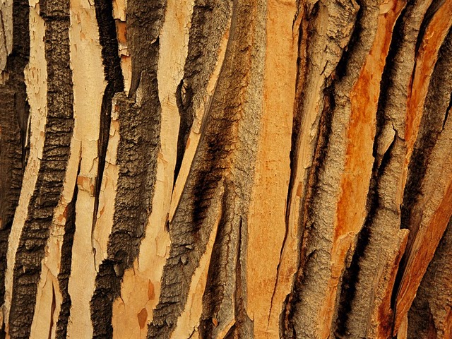 cottonwood tree bark 1392 990x742 Узоры в природе : деревья