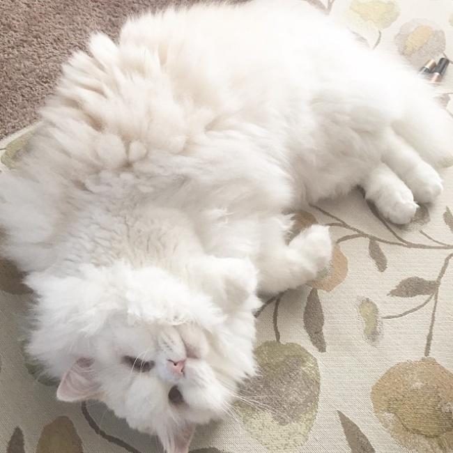 Без кота и жизнь не та