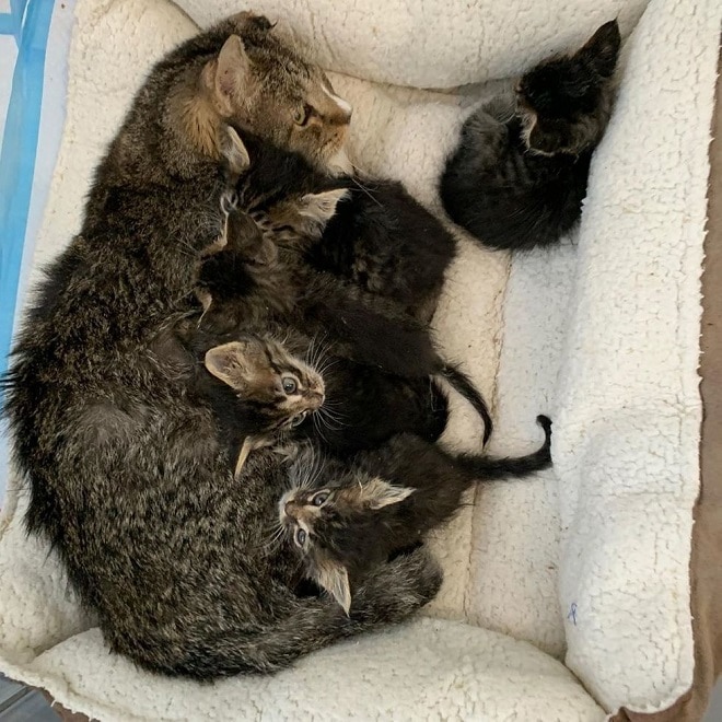 Коты в кроватке Кот спит