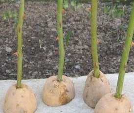 Размножение роз черенками Размножение роз черенками