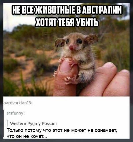 Смешные и веселые картинки с надписями со смыслом (11 фото) Смешные и веселые картинки с надписями со смыслом (11 фото)
