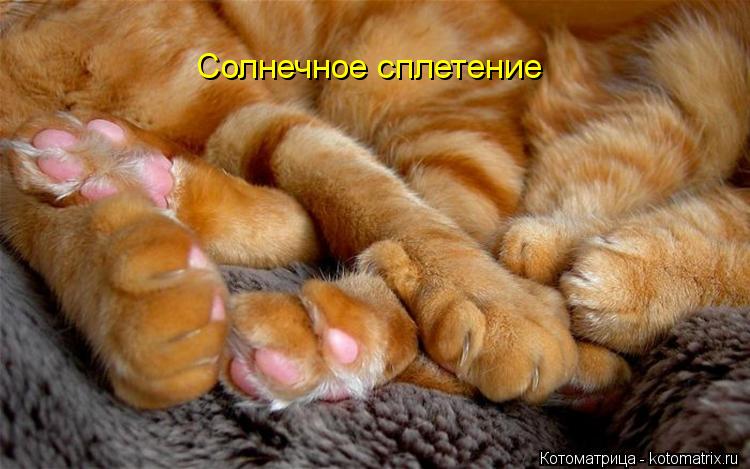 Пятничная котоматрица! Пятничная котоматрица!
