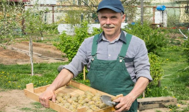 Зачем надрезают клубни картофеля перед посадкой?
