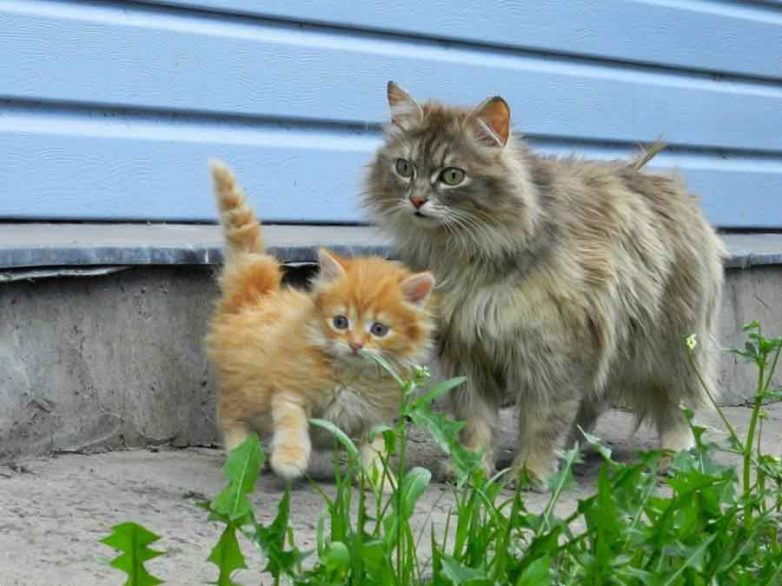 Кошки-мамочки Кошки-мамочки