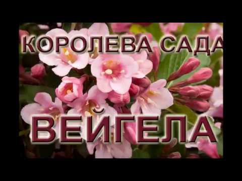 Королева сада - вейгела Королева сада - вейгела