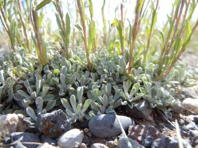 Антеннария мелколистная (Antennaria microphylla)