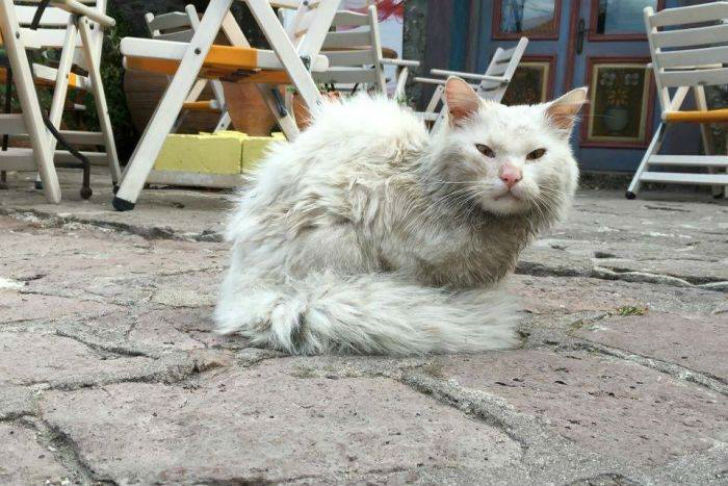 Кот, который преодолел полмира, чтобы вернуться в семью Кот, который преодолел полмира, чтобы вернуться в семью