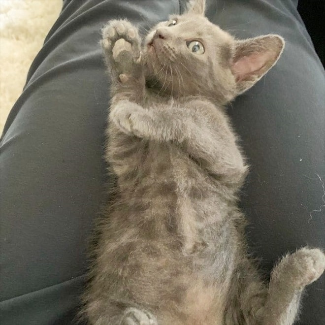 Котенок поднял лапки Котенок лежит