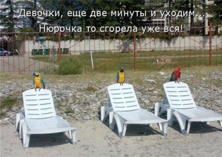 Смешные картинки о животных с подписями.