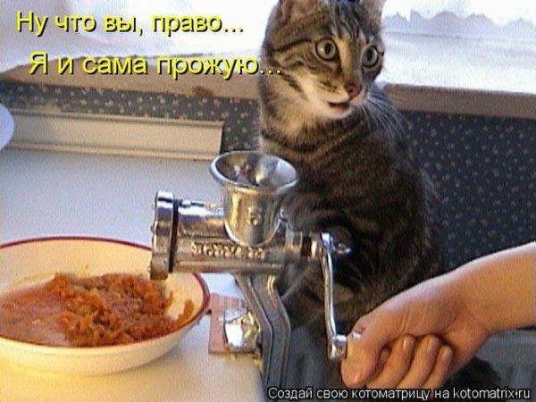 Без кота жизнь не та (50 фото ) Без кота жизнь не та (50 фото )