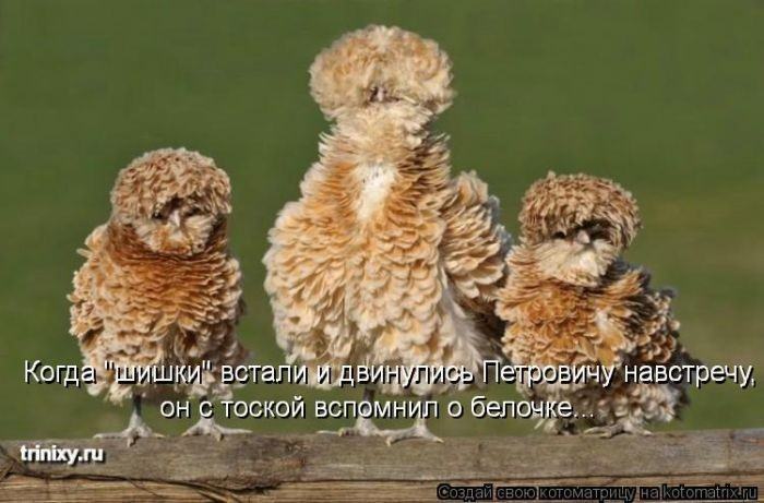 Без кота жизнь не та (50 фото ) Без кота жизнь не та (50 фото )