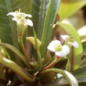 Молочай гребенчатореберный (Euphorbia lophogona Молочай гребенчатореберный (Euphorbia lophogona