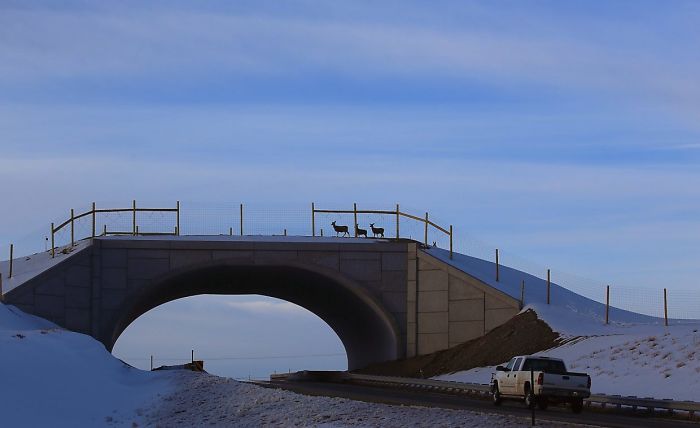 Ecoduct In Colorado