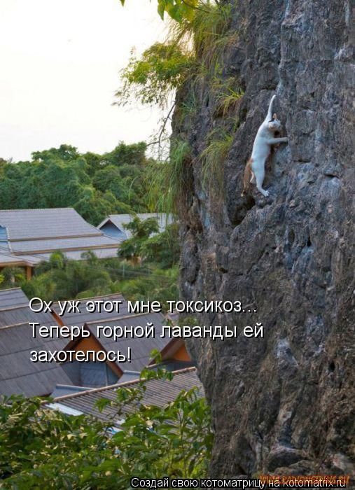 Котоматрицы великолепные, каждая с кусочком позитива и хорошего настроения!!! Котоматрицы великолепные, каждая с кусочком позитива и хорошего настроения!!!