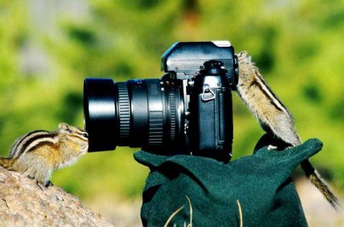 Фотографы дикой природы