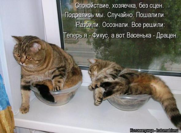 �����������(�������� � ���������)