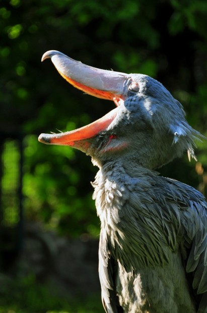 Китоглав или королевская цапля (лат. Balaeniceps rex) (англ. Shoebill, нем. Schuhschnabel)