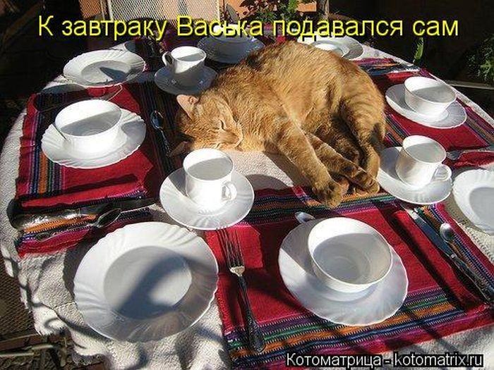 Без кота жизнь не та (50 фото ) Без кота жизнь не та (50 фото )