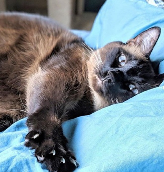 Кот с голубыми глазами Кот лежит
