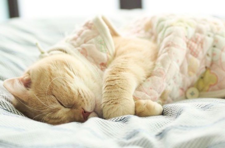 С таким котом не проспишь и никуда не опоздаешь… :) С таким котом не проспишь и никуда не опоздаешь… :)