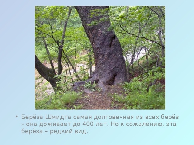 Самая твёрдая берёза Самая твёрдая берёза