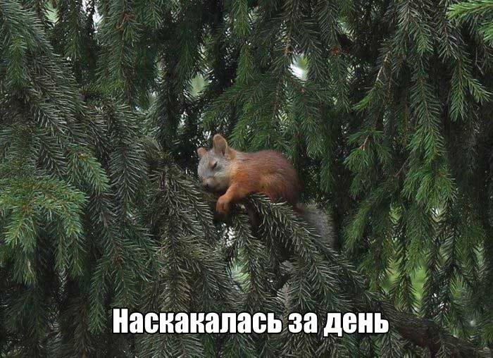 Убойные заряды юмора на всю праздничную неделю Убойные заряды юмора на всю праздничную неделю