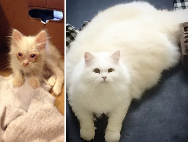 Без кота и жизнь не та