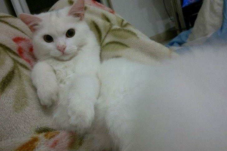 Кот, который преодолел полмира, чтобы вернуться в семью Кот, который преодолел полмира, чтобы вернуться в семью