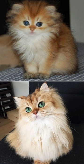 Смуни котенок и взрослая кошка. Смуни котенок и взрослая кошка.