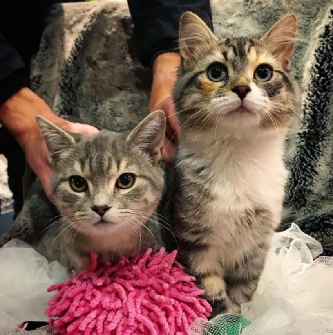 Кошечки и игрушка Разные котята