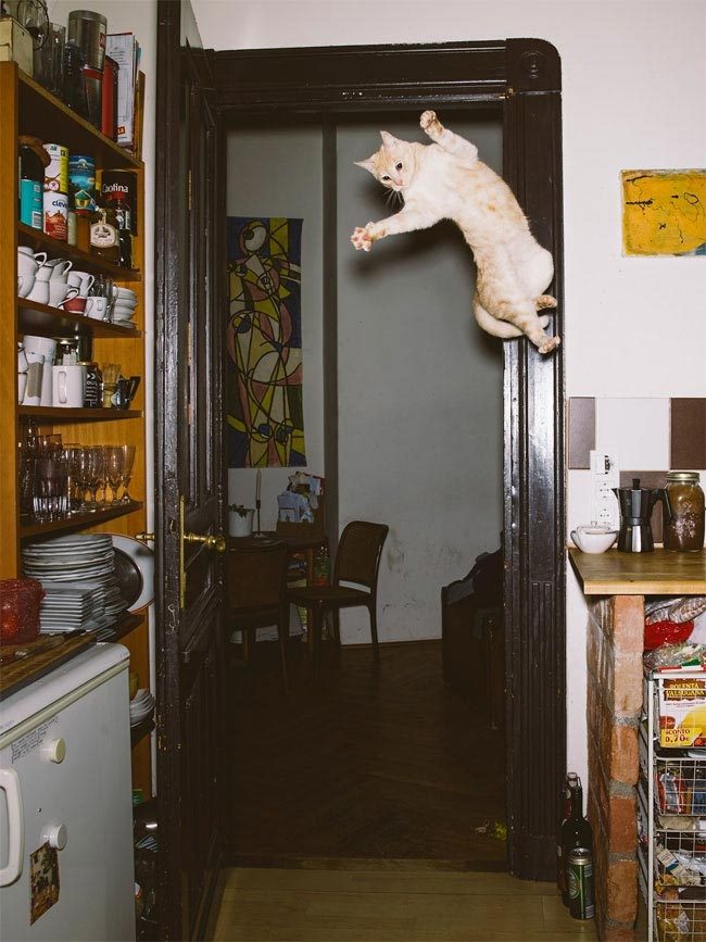 Летающие коты