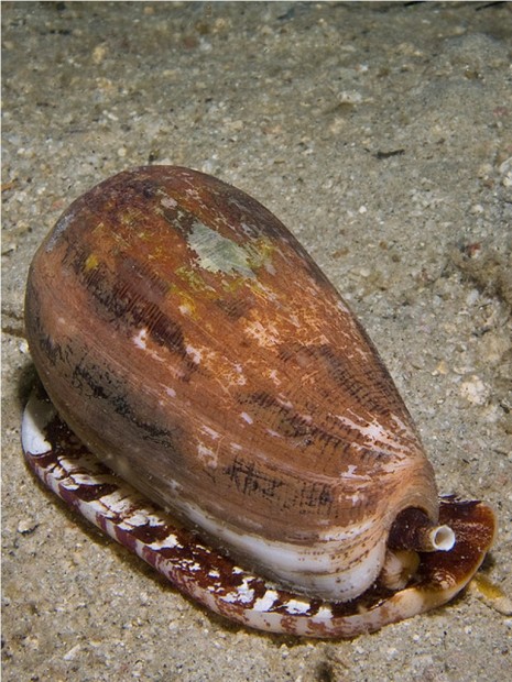 Ядовитые моллюски Конус (лат. Conidae) (англ. Conus)