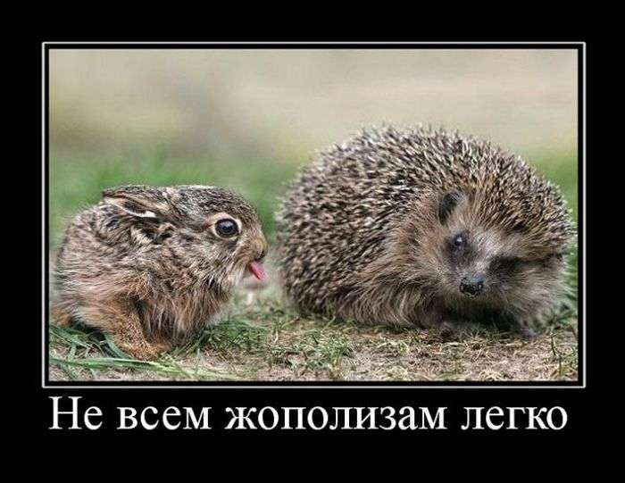 Веселые и смешные демотиваторы для хорошего настроения (10 фото) Веселые и смешные демотиваторы для хорошего настроения (10 фото)