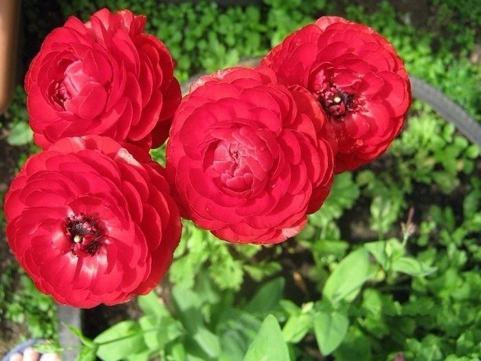 3937411_image_2 (700x525, 93Kb)