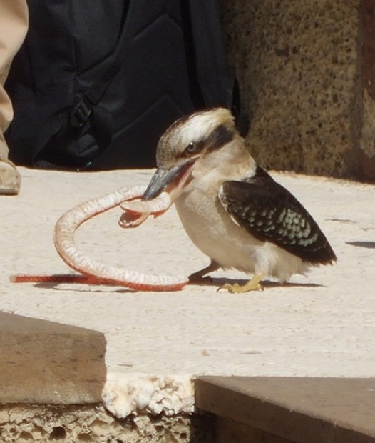 Смеющаяся кукабарра или зимородок-великан (лат. Dacelo novaeguineae/Dacelo gigas) (англ. Laughing Kookaburra)