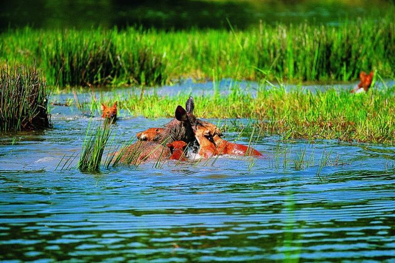 dhole     Phu Khieo