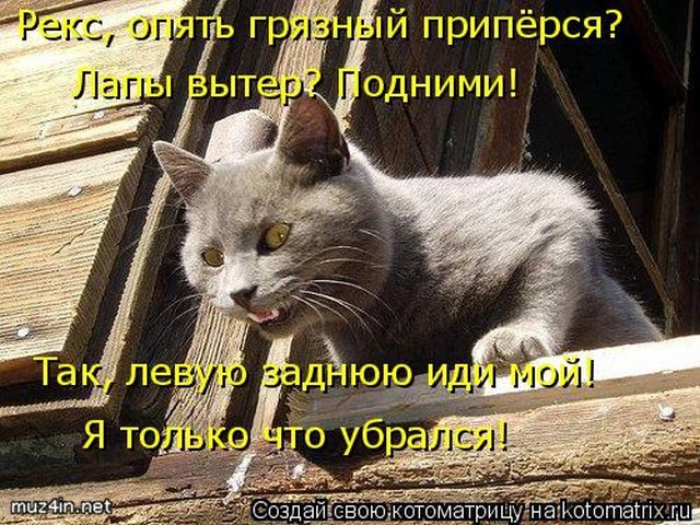 Самые смешные котоматрицы за прошедшую неделю