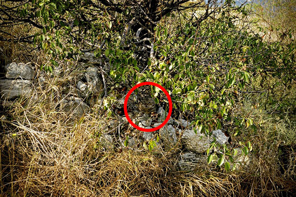 Коты — мастера камуфляжа Коты — мастера камуфляжа