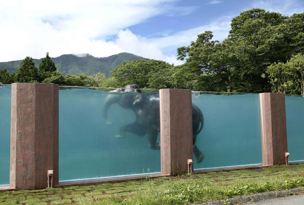 И снова плавающий слон в 65-метровом бассейне недалеко от Токио