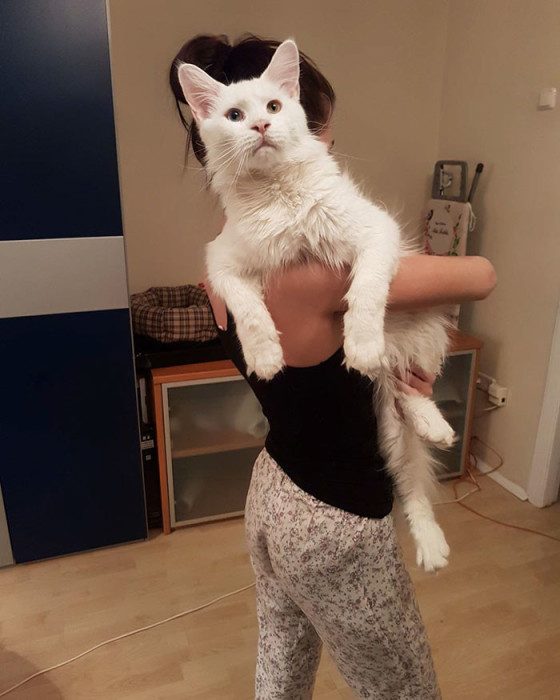 Кот Тихон, который очень любит обниматься Кот Тихон, который очень любит обниматься