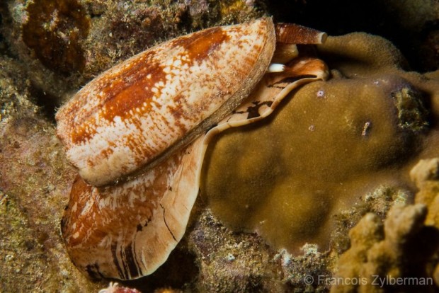 Ядовитые моллюски Конус (лат. Conidae) (англ. Conus)