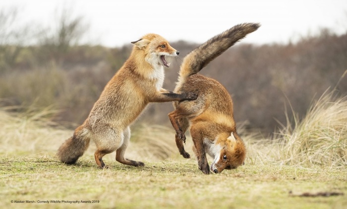 Финалисты конкурса Comedy Wildlife Photography Awards: самые забавные фотки из мира дикой природы за 2019 год Фотография, Дикая природа, Животные, Птицы, Длиннопост