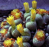 Lithops_dorotheae