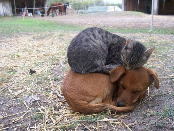 20 кошек, которые любят тепло больше, чем кто-либо кошки которые любят тепло, кошки и солнце
